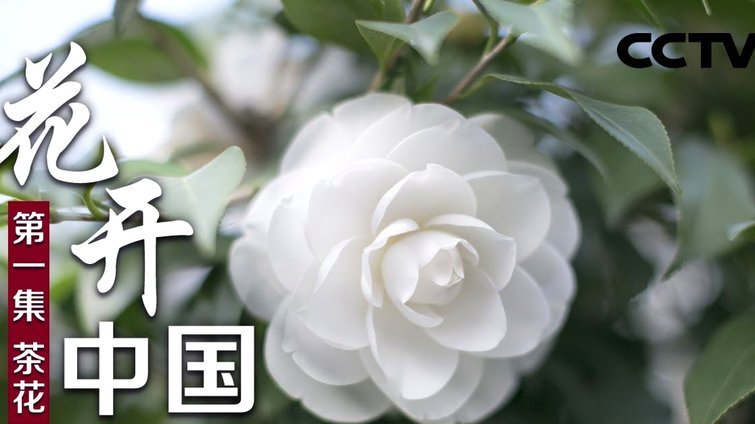花呗分期套现要手续费吗