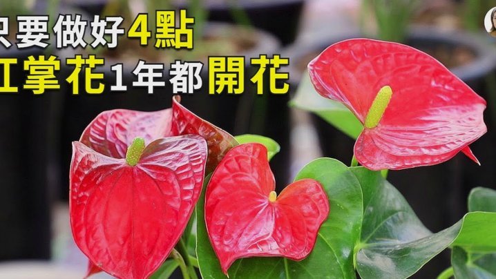 怎么套花呗啊