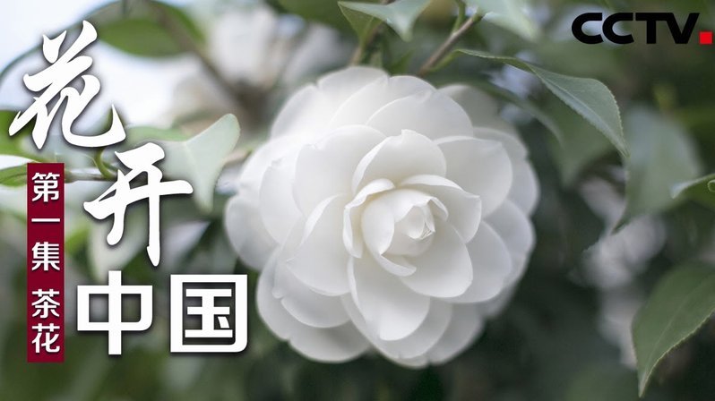 安逸花一样的借款平台有哪些