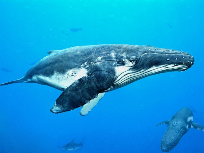 蓝鲸花呗是否正规？权威解析