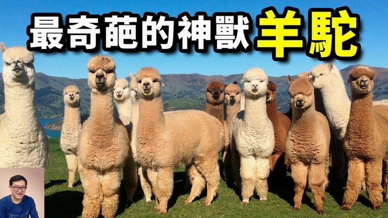 羊小咩贷款好下款吗