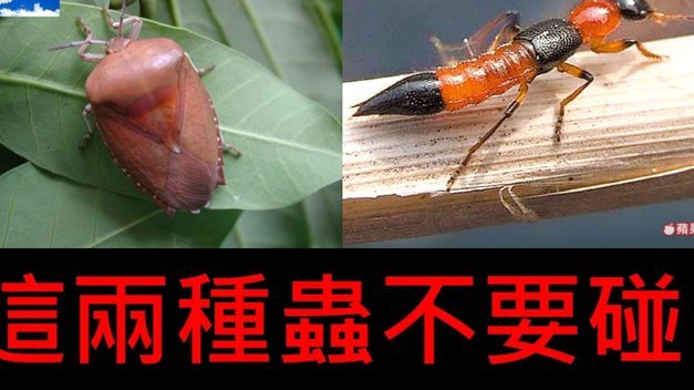 便荔卡提现安全吗？