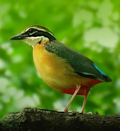 羊小咩购物怎么样