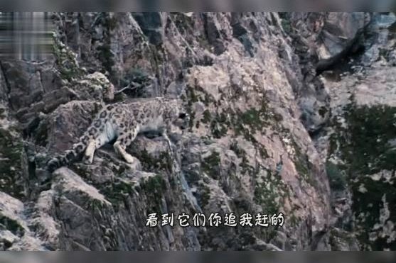 雪豹之死背后：官方回应引发质疑