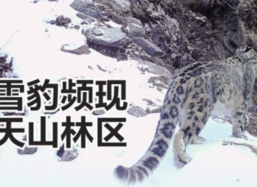官方回应天山后峡现死亡雪豹
