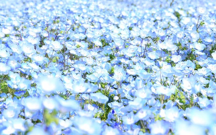 海鸥花呗揭秘：它是哪种新型消费信贷产品？