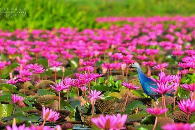 海鸥花呗是什么平台的