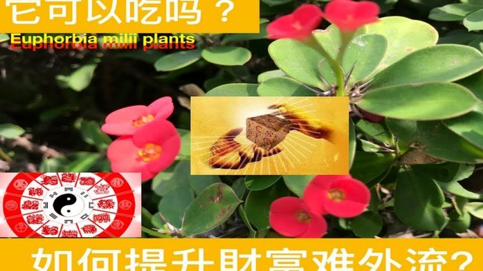 分付额度怎么花