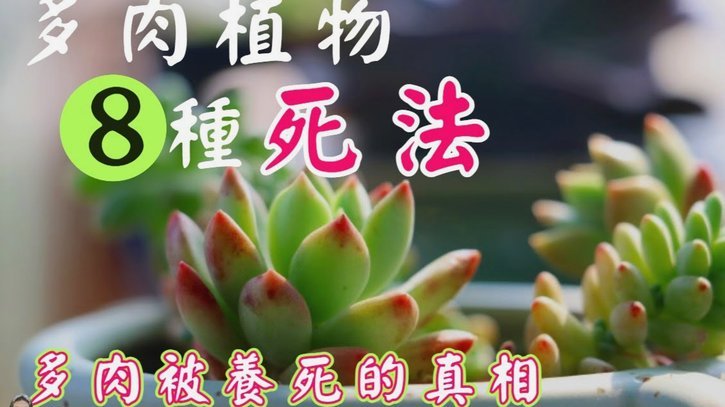 拿去花app怎么样