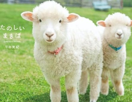 羊小咩购物额度提取