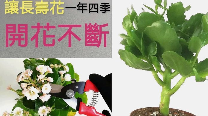 携程拿去花套出来 怎么还款
