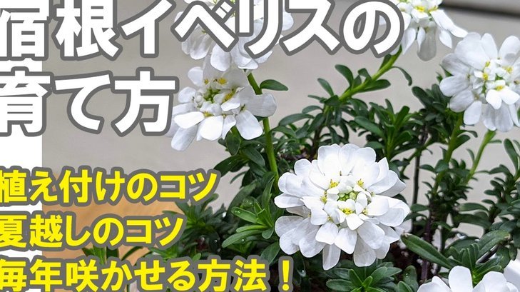 携程拿去花使用指南：轻松搞定旅行资金难题