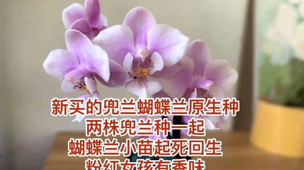 如何巧妙套现花呗？