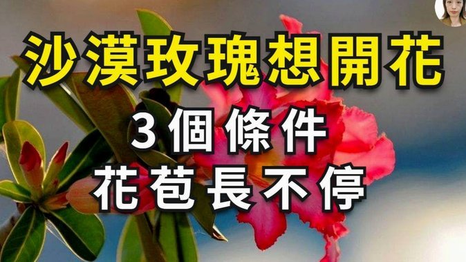 花呗商家退款怎么操作